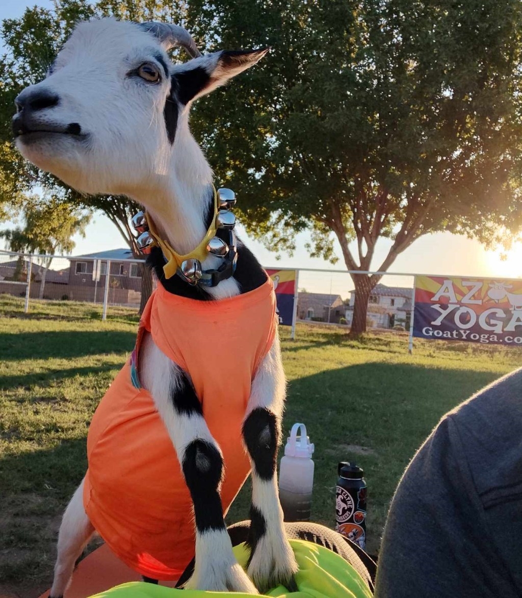 Goat Yoga!